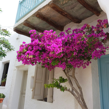 Blossoming bougainvillea in the Hora of Folegandros